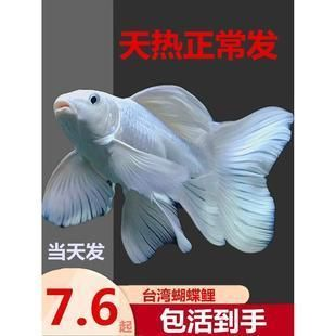 普身蝴蝶鯉魚苗圖片（普身蝴蝶鯉魚苗養(yǎng)殖技巧）