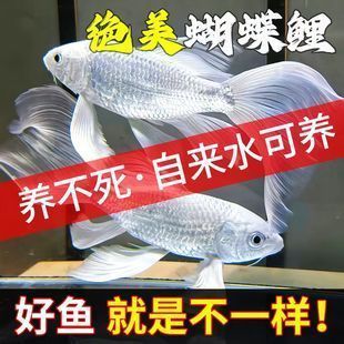 普身蝴蝶鯉魚苗圖片（普身蝴蝶鯉魚苗養殖技巧）