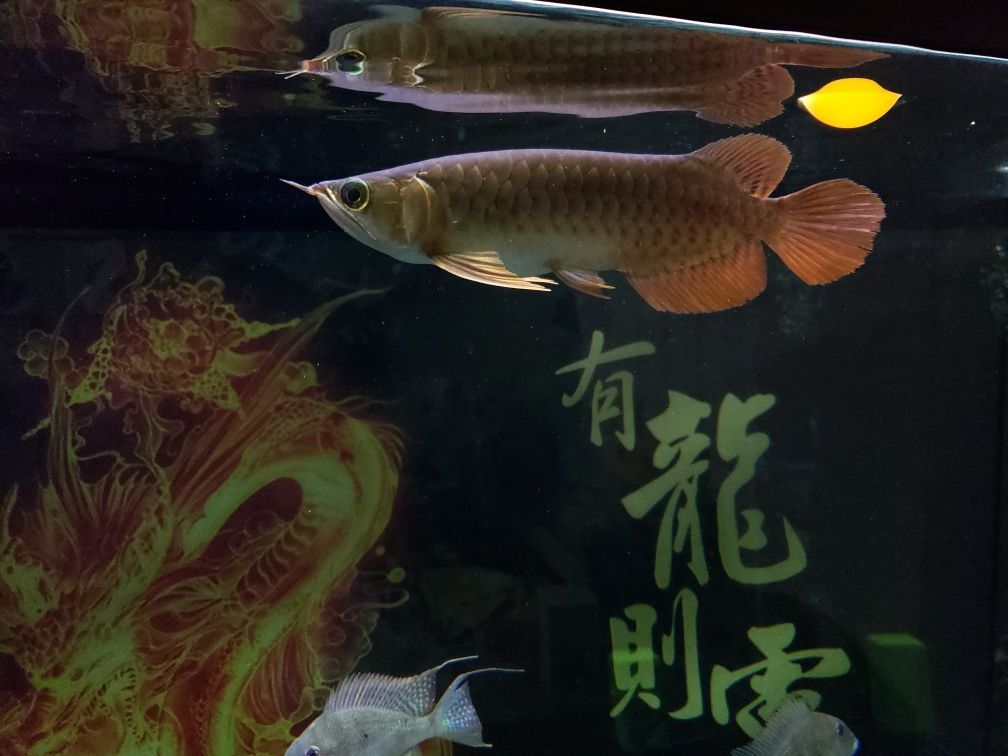 廣州市荔灣區富麗水族市場穎嬌水族店 全國水族館企業名錄 第2張 廣州市荔灣區富麗水族市場穎嬌水族店 廣州市荔灣區富麗水族市場穎嬌水族店 全國水族館企業名錄 第2張