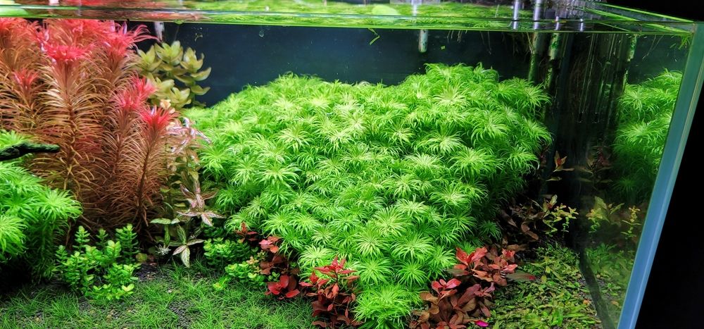 聽說喜歡草缸的人都有好運哦