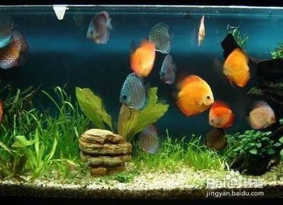 金龍魚不同季節光照調整：金龍魚不同季節光照調整的具體建議