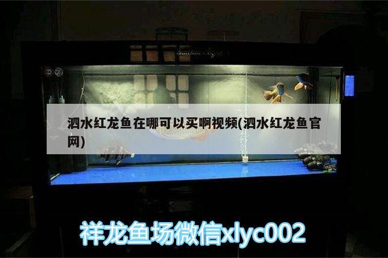 泗水紅龍魚在哪可以買啊視頻(泗水紅龍魚官網)