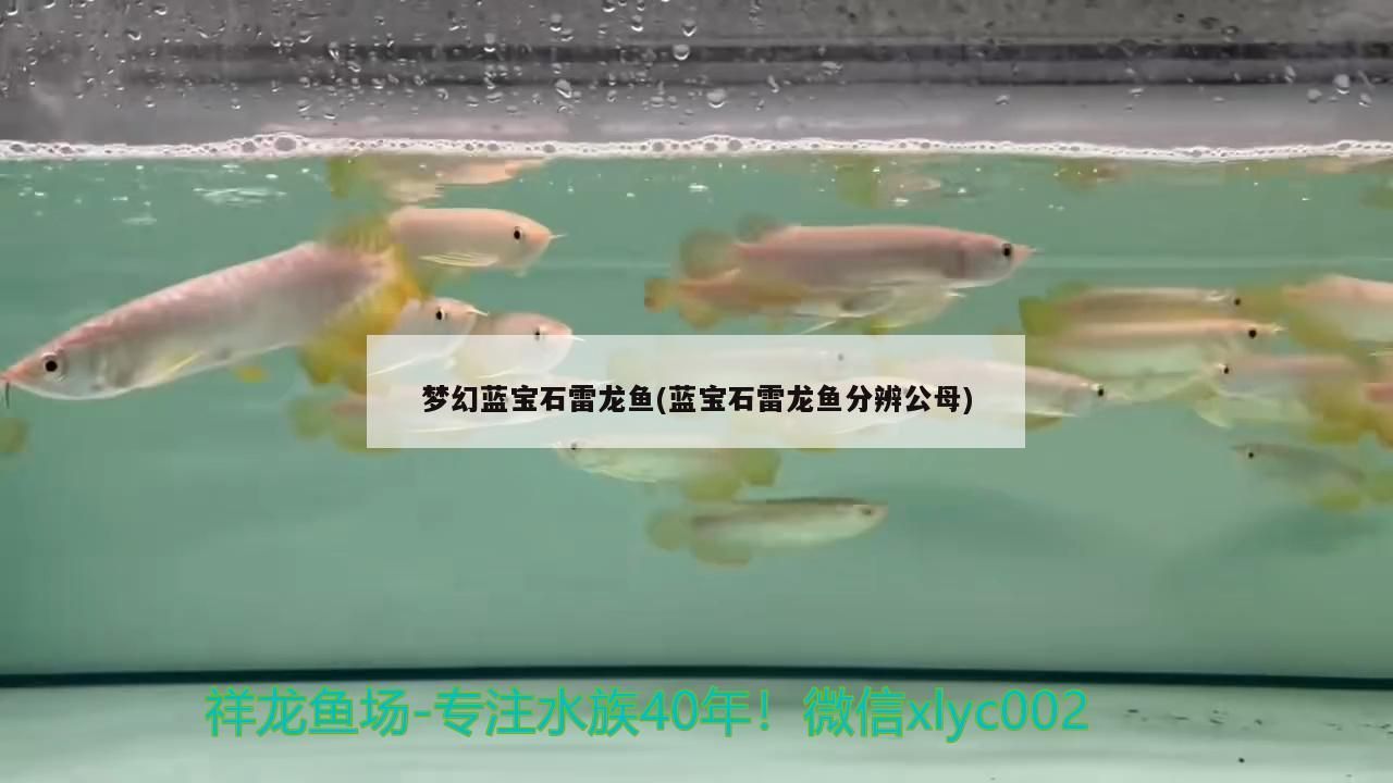 夢幻藍(lán)寶石雷龍魚(藍(lán)寶石雷龍魚分辨公母)