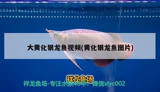 魚缸用增氧泵價格是多少:魚缸增氧機-xtrac增氧機-xtrac增氧機 翡翠綠底金龍魚圖片(金龍魚翡翠綠底色怎樣) iwish愛唯希品牌魚缸 翡翠綠底金龍魚圖片(金龍魚翡翠綠底色怎樣) 翡翠綠底金龍魚圖片(金龍魚翡翠綠底色怎樣) iwish愛唯希品牌魚缸