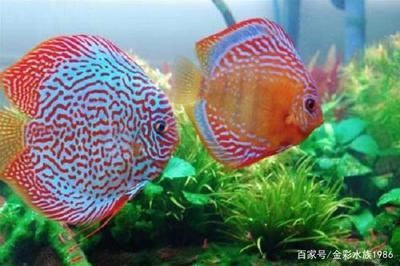 5mm魚缸承重：5mm魚缸的承重能力要提高魚缸的承重能力和承重能力 5mm魚缸承重：5mm魚缸的承重能力要提高魚缸的承重能力和承重能力 魚缸百科 第1張
