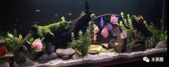 5mm魚缸承重：5mm魚缸的承重能力要提高魚缸的承重能力和承重能力 5mm魚缸承重：5mm魚缸的承重能力要提高魚缸的承重能力和承重能力 魚缸百科 第2張