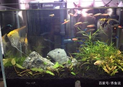5mm魚缸承重：5mm魚缸的承重能力要提高魚缸的承重能力和承重能力 5mm魚缸承重：5mm魚缸的承重能力要提高魚缸的承重能力和承重能力 魚缸百科 第3張