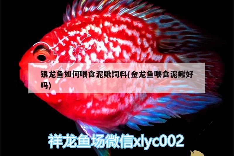 銀龍魚如何喂食泥鰍飼料(金龍魚喂食泥鰍好嗎) 銀龍魚如何喂食泥鰍飼料(金龍魚喂食泥鰍好嗎) 銀龍魚百科