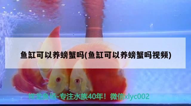 魚缸用增氧泵價(jià)格是多少:魚缸增氧機(jī)-xtrac增氧機(jī)-xtrac增氧機(jī) 魚缸可以養(yǎng)螃蟹嗎(魚缸可以養(yǎng)螃蟹嗎視頻) 錦鯉魚百科 魚缸可以養(yǎng)螃蟹嗎(魚缸可以養(yǎng)螃蟹嗎視頻) 魚缸可以養(yǎng)螃蟹嗎(魚缸可以養(yǎng)螃蟹嗎視頻) 錦鯉魚百科