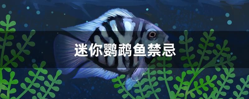魚糧 迷你鸚鵡魚禁忌 元寶鳳凰魚百科 迷你鸚鵡魚禁忌 迷你鸚鵡魚禁忌 元寶鳳凰魚百科