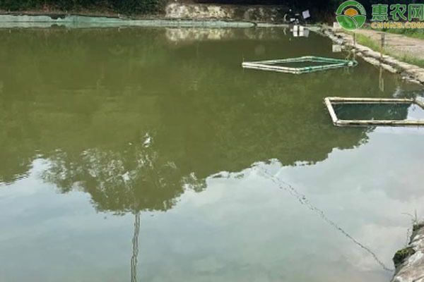 一個魚塘可以養(yǎng)幾種魚（一個魚塘可養(yǎng)殖的魚類種類需根據生態(tài)承載能力）