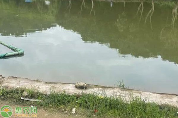 一個魚塘可以養幾種魚（一個魚塘可養殖的魚類種類需根據生態承載能力） 一個魚塘可以養幾種魚（一個魚塘可養殖的魚類種類需根據生態承載能力） 蝴蝶鯉百科 第2張