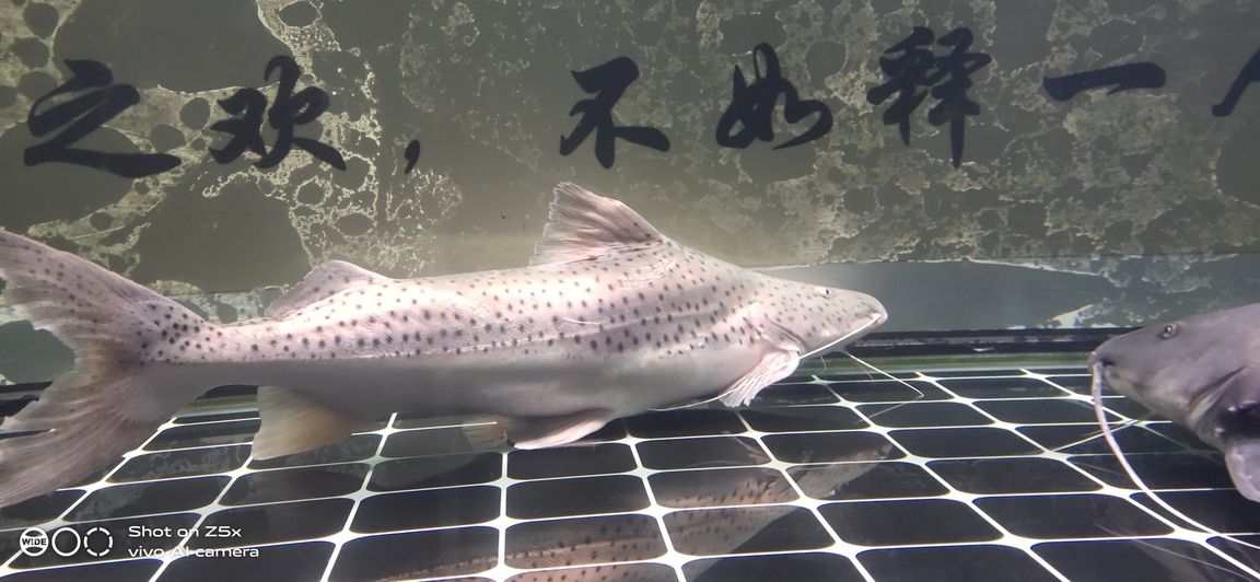 冬日離別·念魚