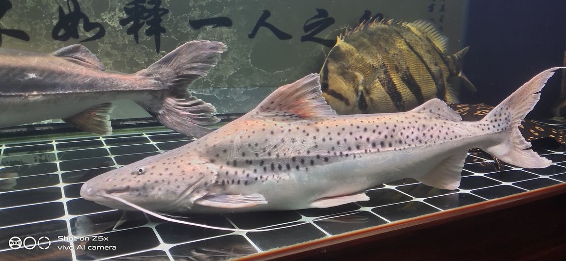 冬日離別·念魚