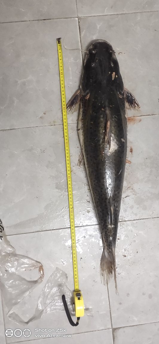 冬日離別·念魚