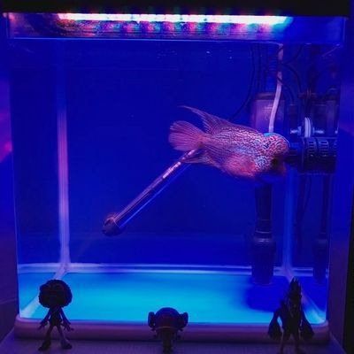 馬印發色燈跟nec哪個好：馬印發色燈和nec燈哪個好馬印發色燈跟nec哪個好