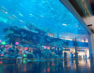 水族館里有什么動物？：水族館可能會展示的一些動物種類 水族館里有什么動物？：水族館可能會展示的一些動物種類 水族館百科（水族館加盟） 第1張