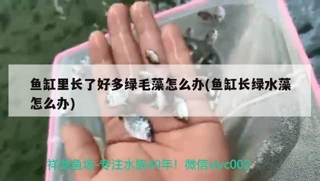 魚缸里長了好多綠毛藻怎么辦(魚缸長綠水藻怎么辦)