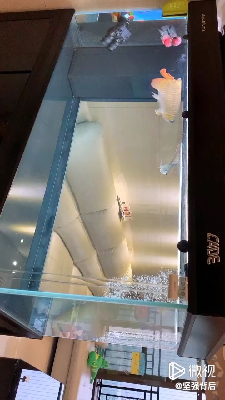 開頭nec后面馬印沒眼看 開頭nec后面馬印沒眼看 馬印水族 第1張