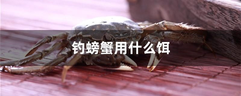 釣螃蟹用什么餌