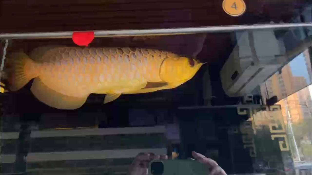 分享關於金龍F2