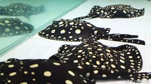 魟魚一次繁殖幾個小時能長大啊：關于魟魚繁殖的一些詳細信息