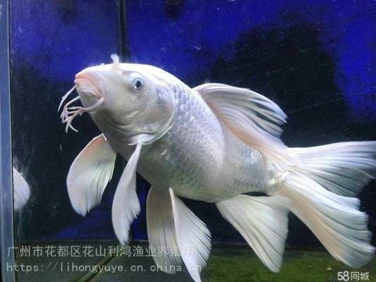 蝴蝶鯉20公分價格（20公分蝴蝶鯉價格綜合不同渠道及品系差異） 蝴蝶鯉20公分價格（20公分蝴蝶鯉價格綜合不同渠道及品系差異） 蝴蝶鯉百科 第2張