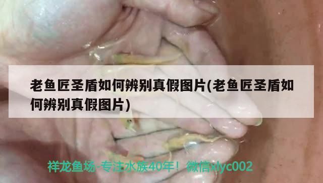 老魚匠圣盾如何辨別真假圖片(老魚匠圣盾如何辨別真假圖片)