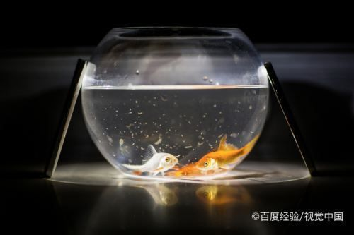 魚缸水都是泡沫怎么回事，如何減少魚缸泡沫