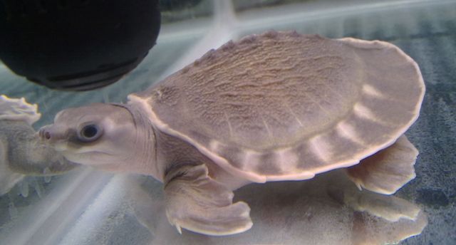 豬鼻龜的飼養方法和注意事項：豬鼻龜養殖注意事項和注意事項豬鼻龜養殖注意事項