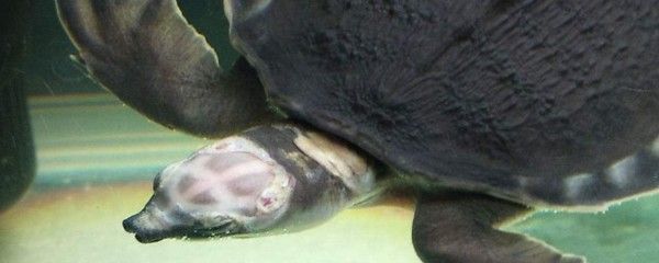 豬鼻龜的飼養方法和注意事項：豬鼻龜養殖注意事項和注意事項豬鼻龜養殖注意事項