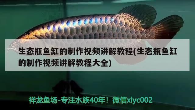 生態瓶魚缸的制作視頻講解教程(生態瓶魚缸的制作視頻講解教程大全)