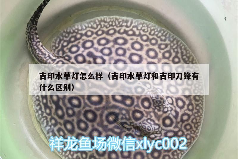 吉印水草燈怎么樣（吉印水草燈和吉印刀鋒有什么區別）