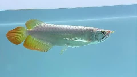 龍魚的食物vs祥龍魚場:“龍魚的食物”與“祥龍魚場”之間的關系,祥龍魚場價格對比 vs祥龍魚場 第4張 龍魚的食物vs祥龍魚場:“龍魚的食物”與“祥龍魚場”之間的關系,祥龍魚場價格對比 龍魚的食物vs祥龍魚場:“龍魚的食物”與“祥龍魚場”之間的關系,祥龍魚場價格對比 vs祥龍魚場 第4張