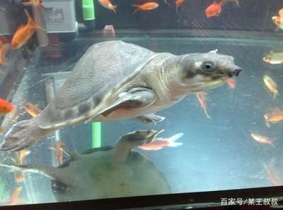 人工養(yǎng)殖的豬鼻龜：人工養(yǎng)殖豬鼻龜?shù)募夹g(shù)