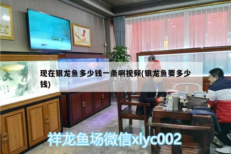 鸚鵡魚和銀龍魚混養怎樣喂食 現在銀龍魚多少錢一條啊視頻(銀龍魚要多少錢) 銀龍魚百科 現在銀龍魚多少錢一條啊視頻(銀龍魚要多少錢) 現在銀龍魚多少錢一條啊視頻(銀龍魚要多少錢) 銀龍魚百科