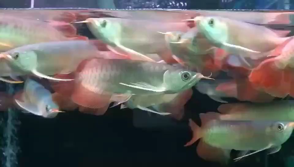 永遠別怕密度太大