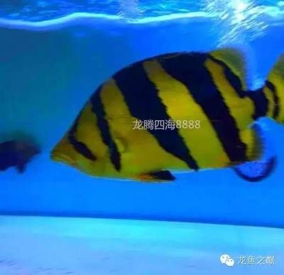 印尼虎背鰭上發(fā)白：印尼虎背鰭上發(fā)白是怎么回事？