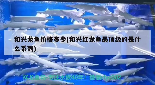 和興龍魚價格多少(和興紅龍魚最頂級的是什么系列) 和興龍魚價格多少(和興紅龍魚最頂級的是什么系列) 和興紅龍