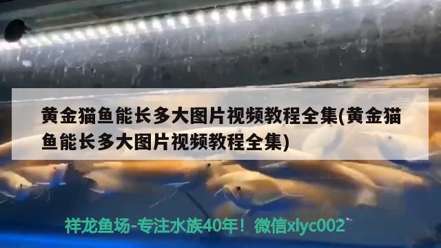 黃金貓魚能長多大圖片視頻教程全集(黃金貓魚能長多大圖片視頻教程全集)