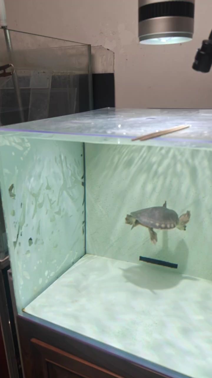 龍魚缸