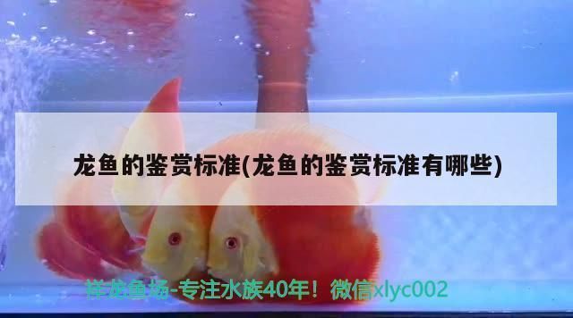 龍魚鑒賞vs祥龍魚場(chǎng)：龍魚的鑒賞標(biāo)準(zhǔn)