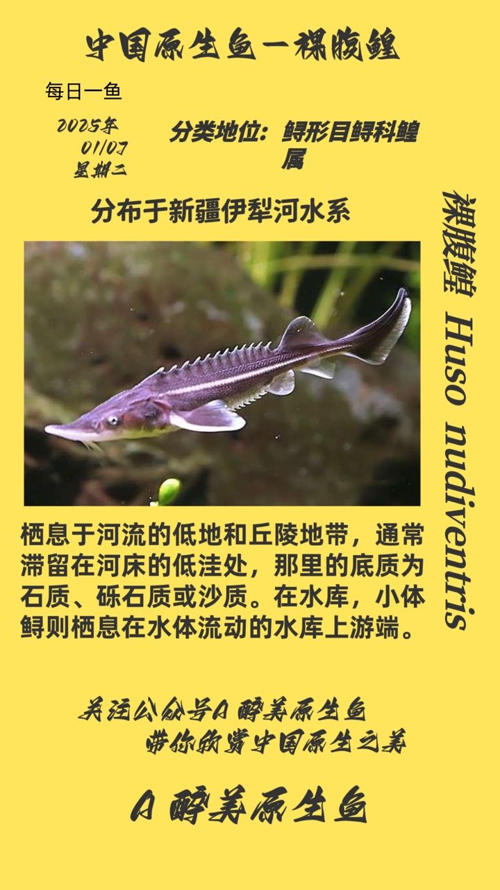 裸腹鰉