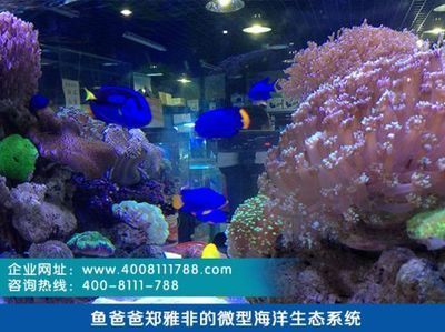 水族館現在行情怎么樣（中國水族館市場在未來幾年內將保持穩定增長趨勢）