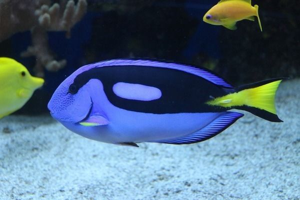 水族館門面圖片真實（水族館門面圖片的制作過程）