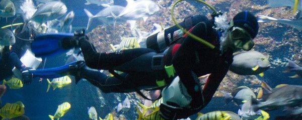水族館門面圖片真實（水族館門面圖片的制作過程）