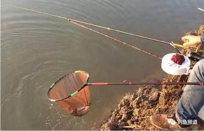魟魚溫度多少最好釣：魟魚溫度多少最好釣魟魚溫度多少最好釣魟魚溫度多少