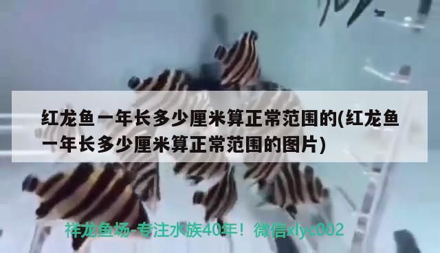 孟吉爾~全系列在庫小孟紅外線萬吉 廣州孟吉爾 第2張 孟吉爾~全系列在庫小孟紅外線萬吉 孟吉爾~全系列在庫小孟紅外線萬吉 廣州孟吉爾 第2張