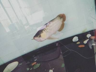 金龍魚飲食習慣觀察：金龍魚喂食頻率調整技巧，金龍魚挑食糾正方法