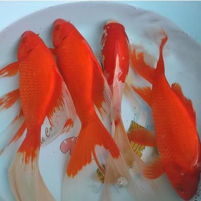 金龍魚飲食習慣觀察：金龍魚喂食頻率調整技巧，金龍魚挑食糾正方法